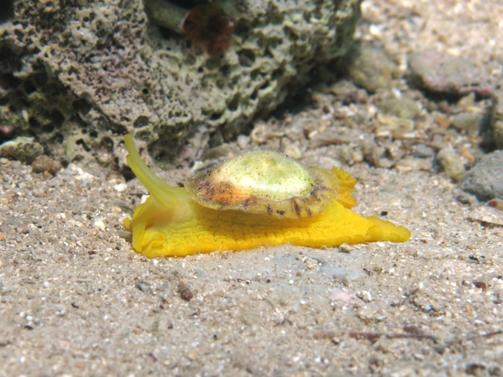Tylodina perversa (gigante?)